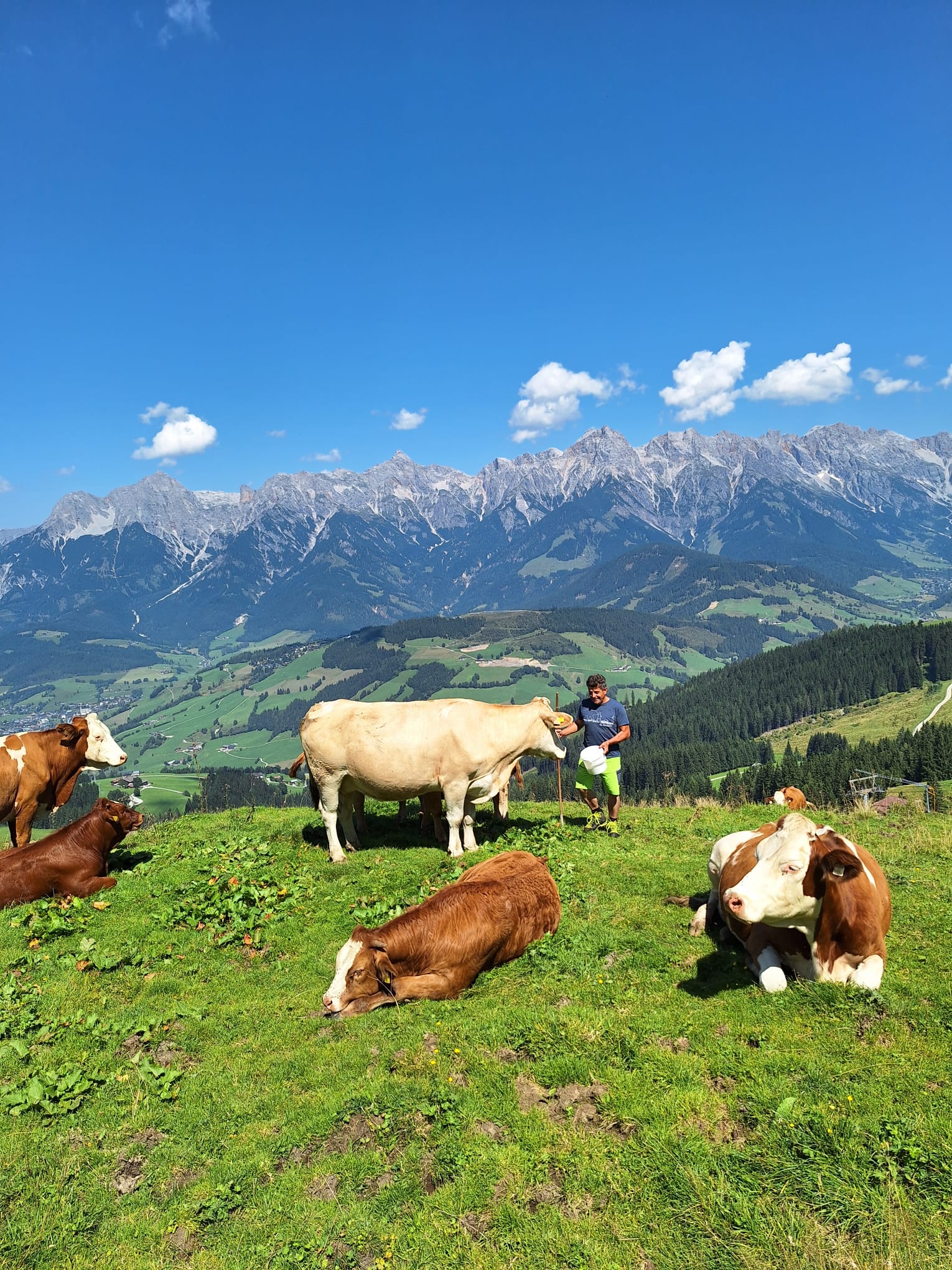 Kühe auf der Almwiese mit Hochkönig-Panorama
