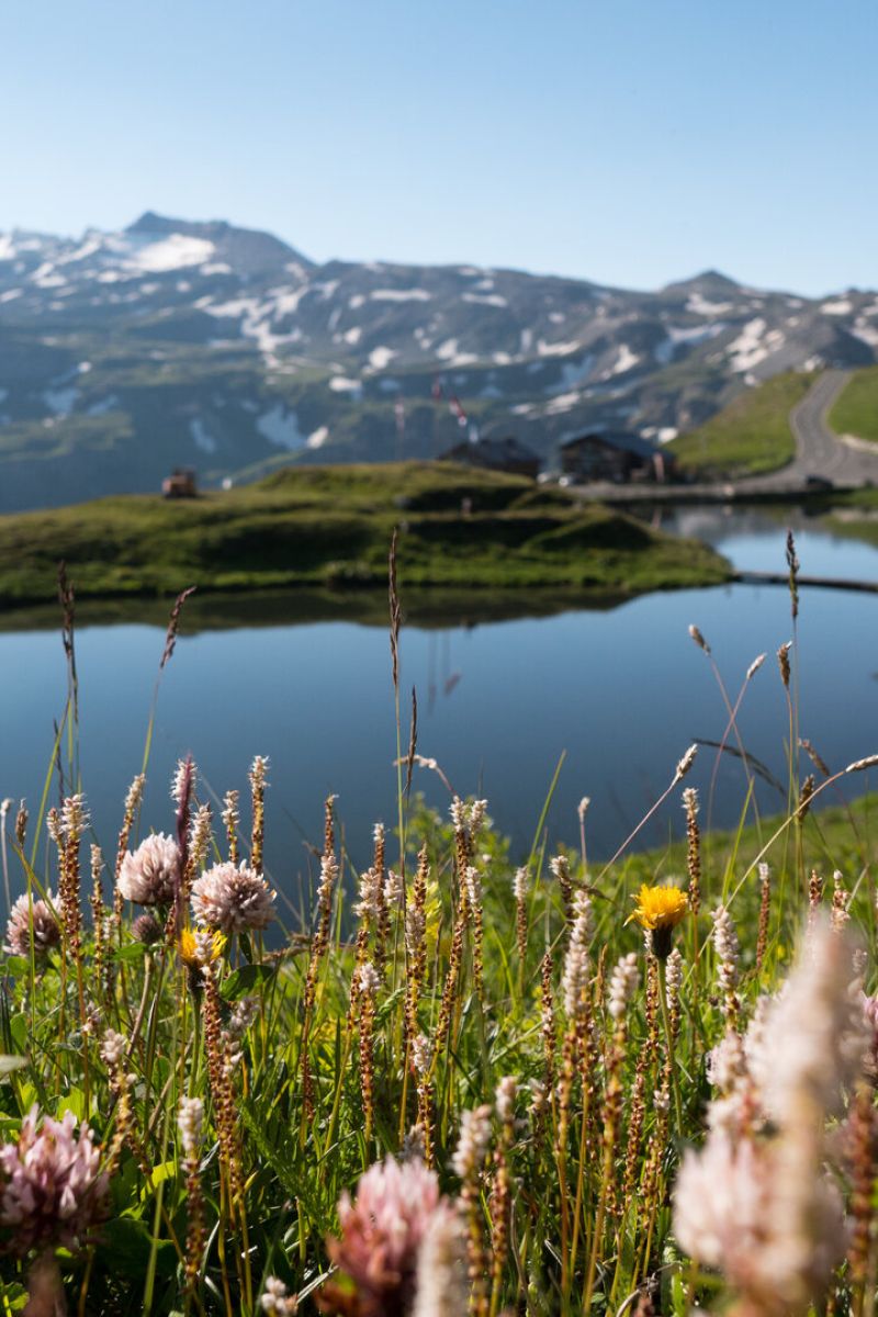 Alpenblumen an der Fuscher Lacke an der Großglockner Hochalpenstraße