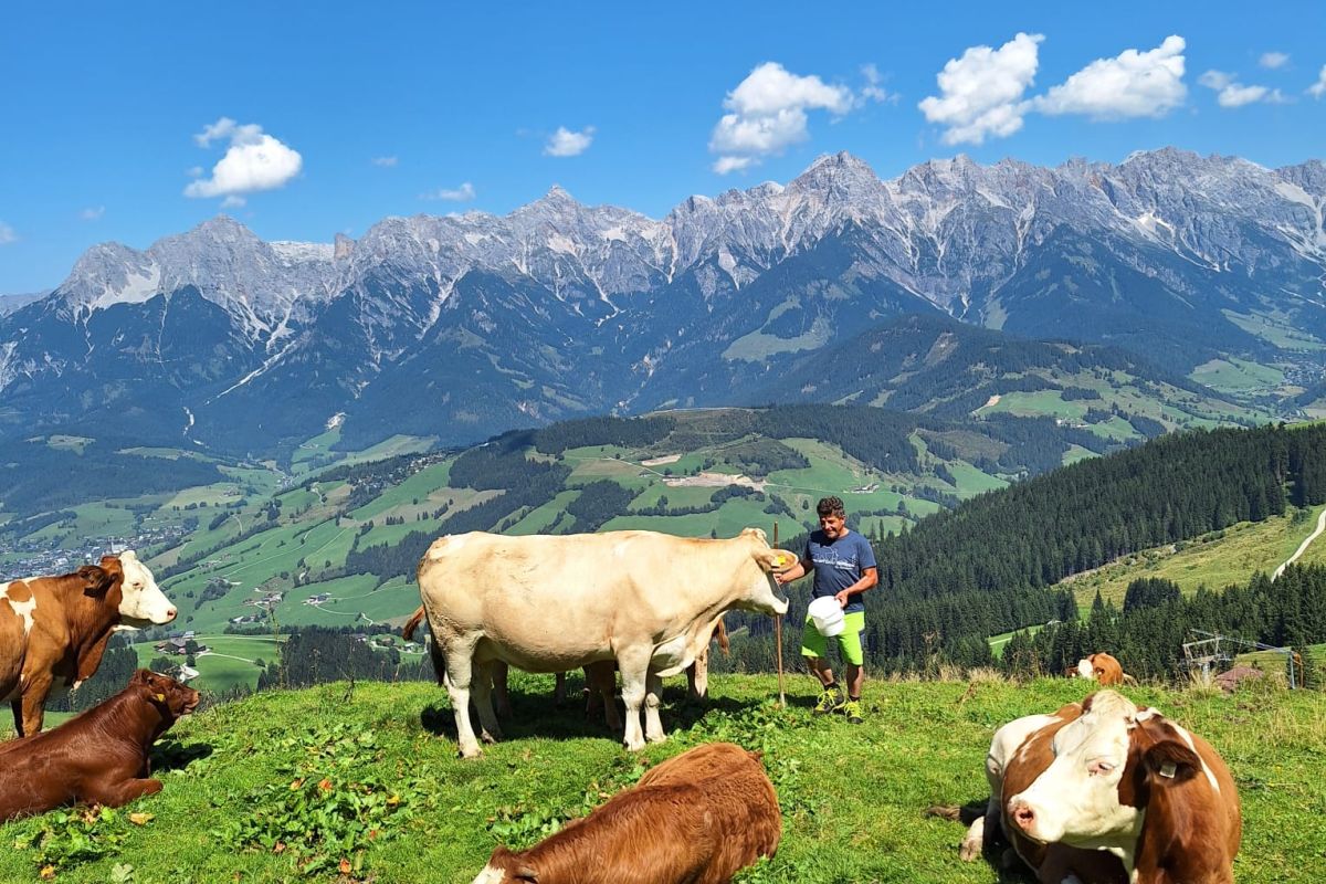 Kühe auf der Almwiese mit Hochkönig-Panorama